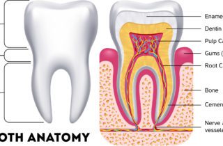 anatomy of the tooth