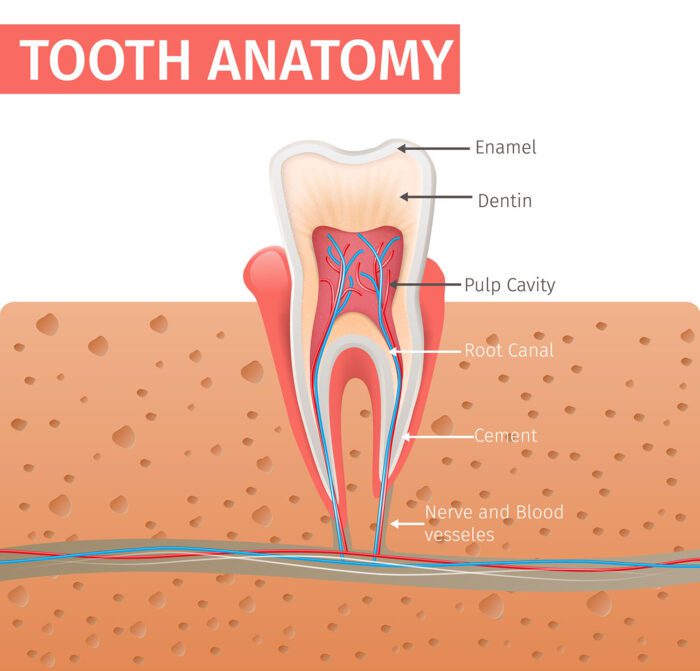 A Root Canal in Tulsa, OK, can help your oral health and comfort